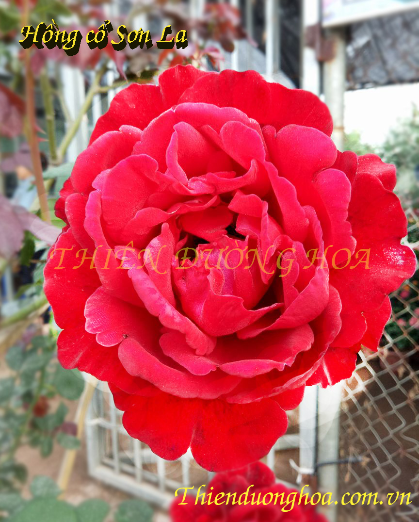 Hồng Cổ Sơn La